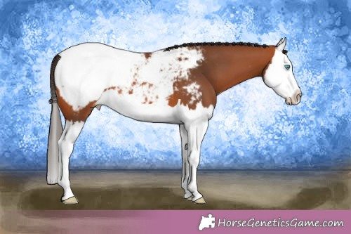 Horse Color:Bay Splash Appaloosa 