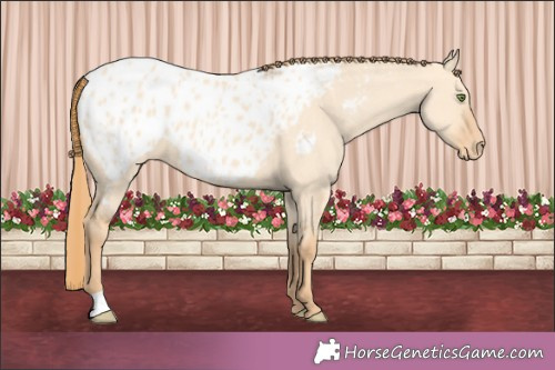 Horse Color:Gold Champagne Dun Appaloosa 