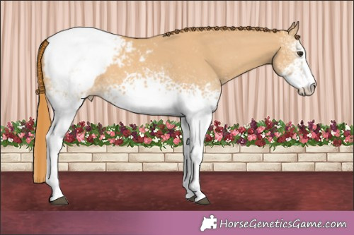 Horse Color:White Spotted Red Dun Appaloosa 