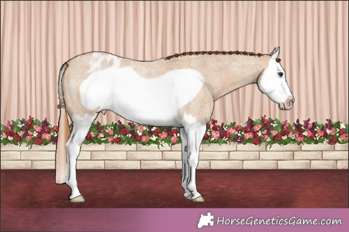 Horse Color:Red Dun Roan Splash Frame Appaloosa 