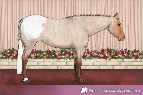 Horse Color:Silver Brown Roan Dun Appaloosa 