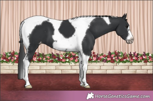 Horse Color:Black Tobiano Frame Appaloosa 