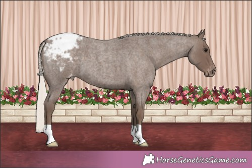 Horse Color:Silver Blue Roan Appaloosa 