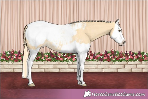 Horse Color:Palomino Dun Splash Appaloosa 
