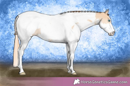 Horse Color:Red Dun Splash Tobiano Appaloosa Rabicano 