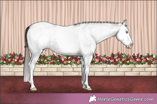 Horse Color:White Spotted Grullo Roan Splash Appaloosa 