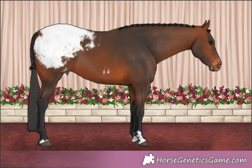 Horse Color:Bay Appaloosa 