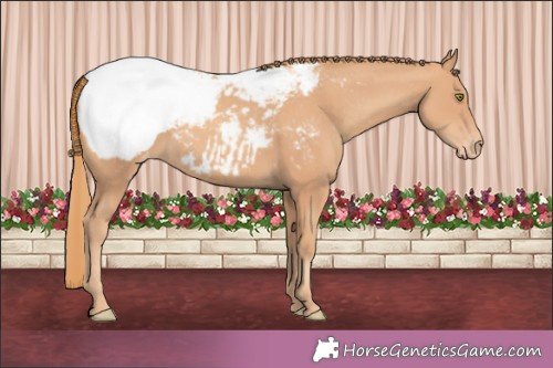 Horse Color:Gold Champagne Appaloosa 