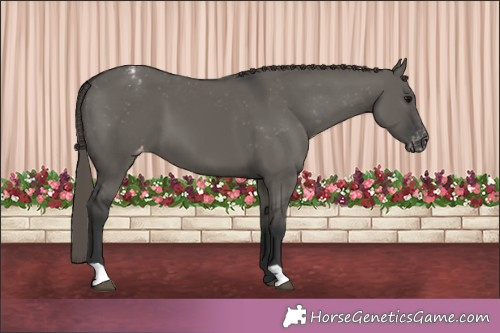 Horse Color:Grullo Appaloosa 