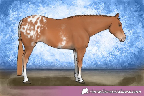Horse Color:White Spotted Chestnut Appaloosa 