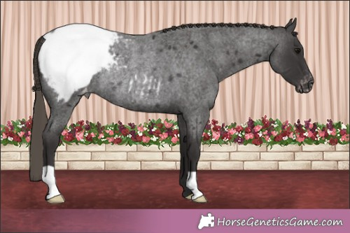 Horse Color:Smoky Blue Roan Appaloosa Rabicano 