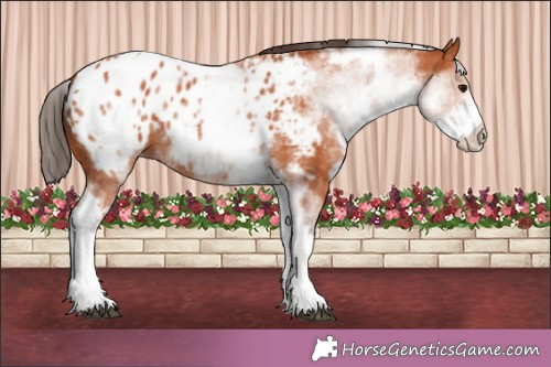 Horse Color:White Spotted Bay Appaloosa 
