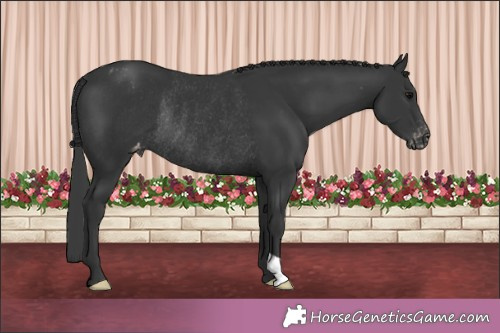 Horse Color:Black Appaloosa Rabicano