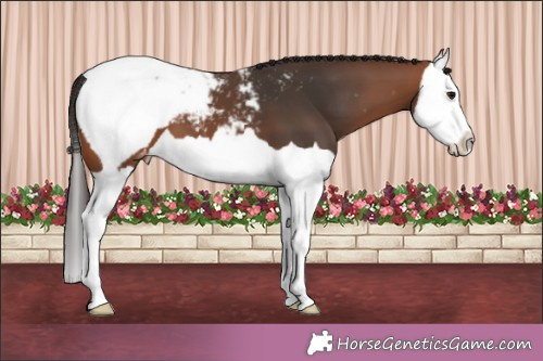 Horse Color:Brown Splash Appaloosa 