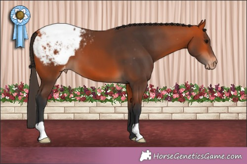Horse Color:Bay Appaloosa 
