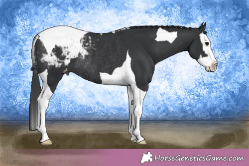 Horse Color:Black Splash Tobiano Appaloosa Rabicano 