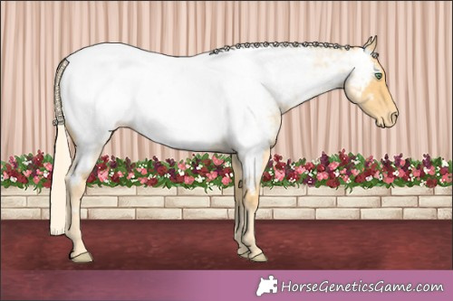 Horse Color:Gold Cream Champagne Roan Appaloosa 