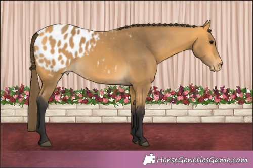 Horse Color:Buckskin Appaloosa 