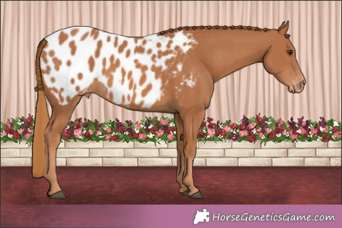 Horse Color:Chestnut Appaloosa 