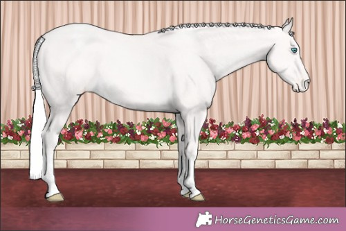 Horse Color:Cremello Appaloosa 