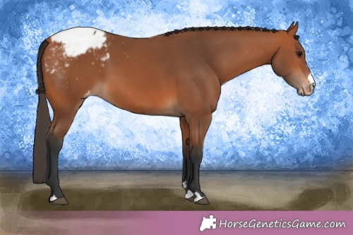 Horse Color:Bay Appaloosa 