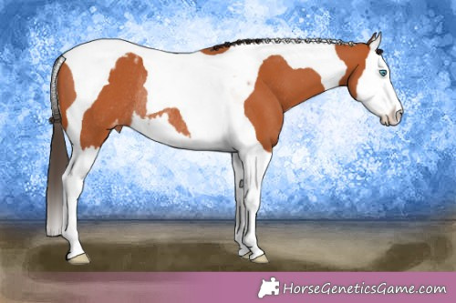 Horse Color:Bay Splash Tobiano Appaloosa Rabicano 