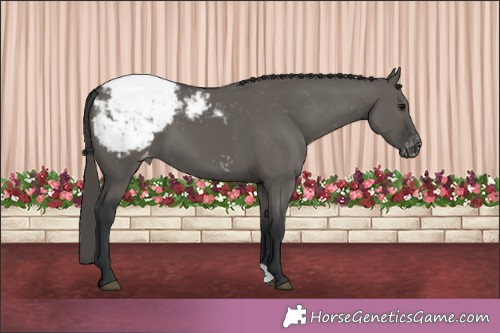 Horse Color:Grullo Appaloosa 