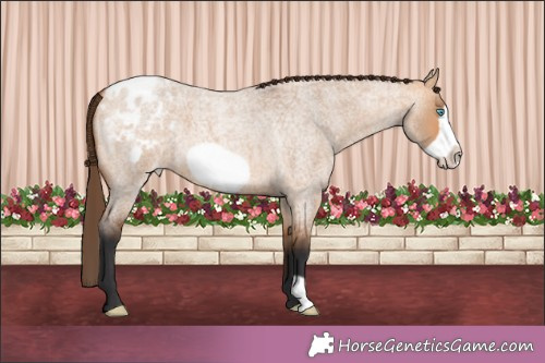 Horse Color:Bay Roan Dun Frame Appaloosa 