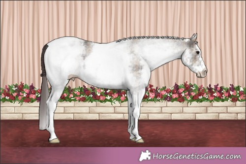 Horse Color:Plaid  White Spotted Grullo Appaloosa 