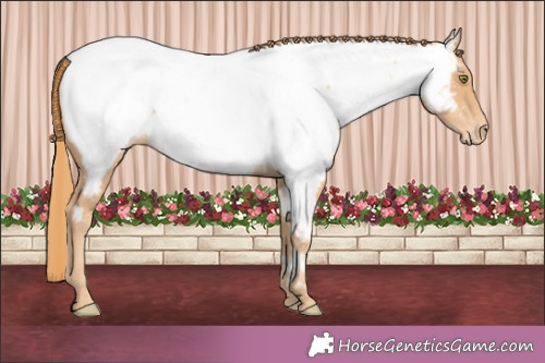 Horse Color:Gold Champagne Appaloosa 