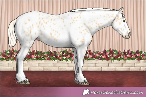 Horse Color:Palomino Tobiano Appaloosa 