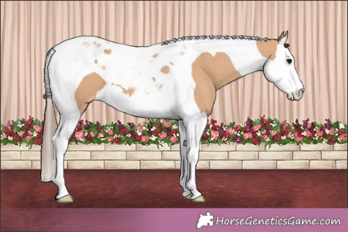 Horse Color:Bay Dun Splash Tobiano Appaloosa 