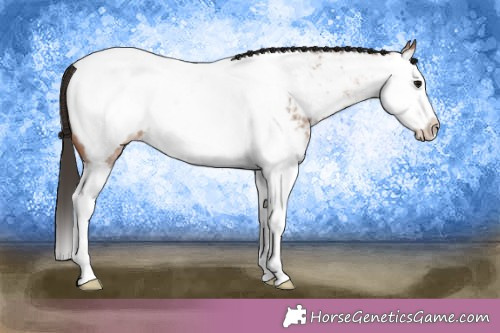 Horse Color:Bay Roan Splash Appaloosa 