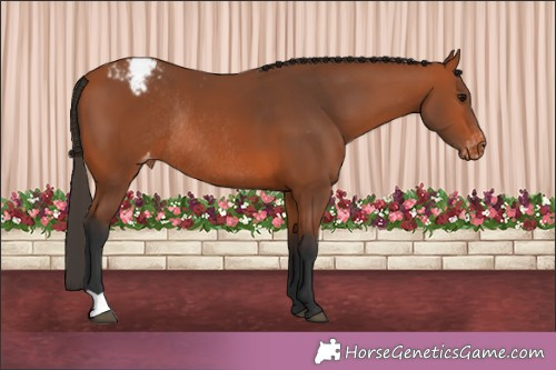 Horse Color:Brown Appaloosa Rabicano 