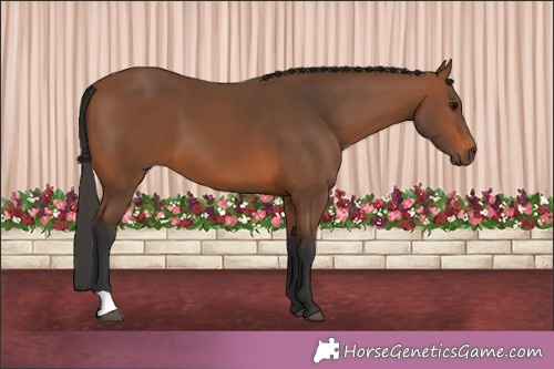 Horse Color:Brown 