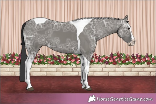 Horse Color:Grullo Ice Splash Tobiano 