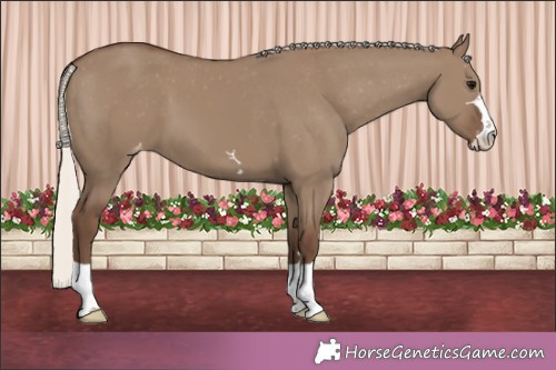 Horse Color:Silver Grullo Appaloosa 