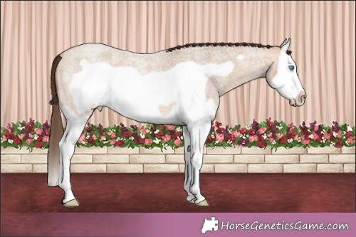 Horse Color:Amber Champagne Roan Splash Frame Appaloosa 