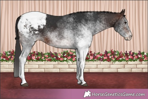 Horse Color:White Spotted Brown Appaloosa Rabicano 