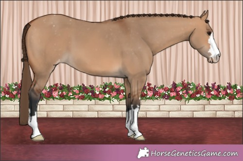Horse Color:Bay Dun Appaloosa 