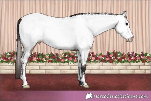 Horse Color:Brown Dun Appaloosa 