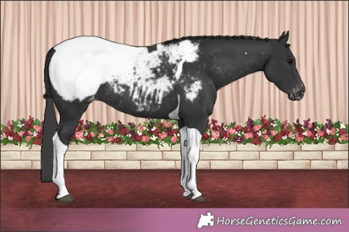 Horse Color:Black Tobiano Appaloosa Rabicano 