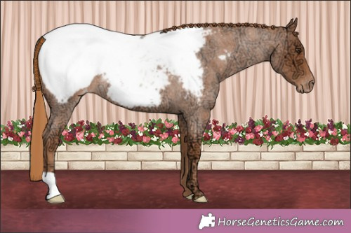 Horse Color:Red Ice Roan Appaloosa Rabicano 