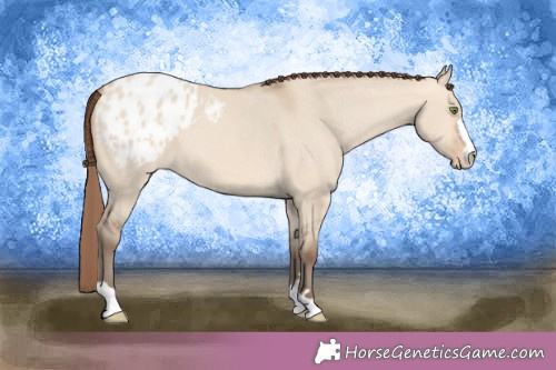 Horse Color:Amber Champagne Dun Appaloosa 