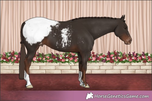 Horse Color:Liver Chestnut Appaloosa 