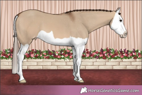 Horse Color:Bay Dun Splash Appaloosa 