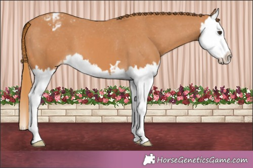 Horse Color:Chestnut Splash Appaloosa 