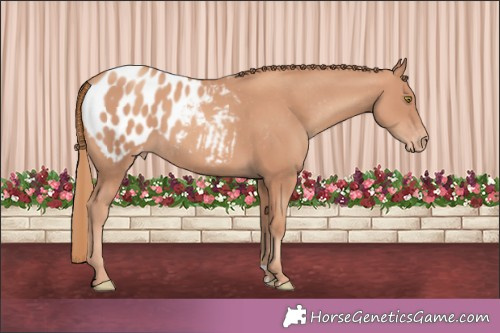 Horse Color:Gold Champagne Appaloosa 