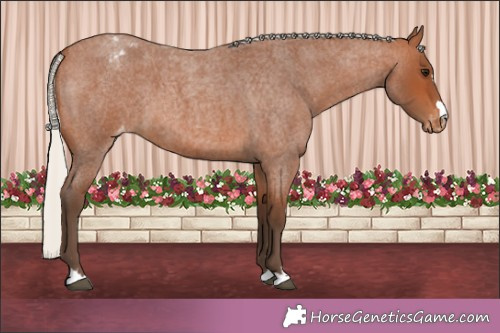 Horse Color:Silver Bay Roan Appaloosa 