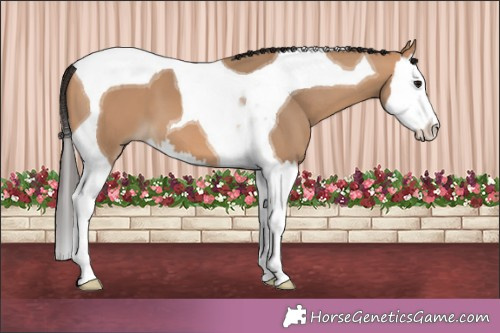 Horse Color:Bay Dun Splash Tobiano 